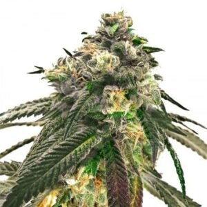 Lowryder Auto