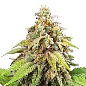 Diesel Auto