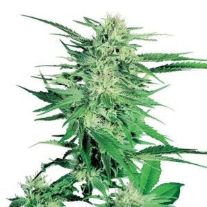 Double Tangie Banana Seeds