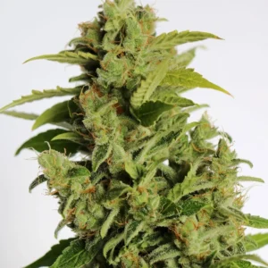 Fruity Pebbles Seeds