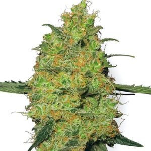 Abusive OG Auto