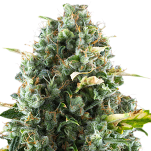 Sugar Kush Seeds