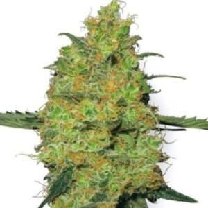 Tango Kush Seeds