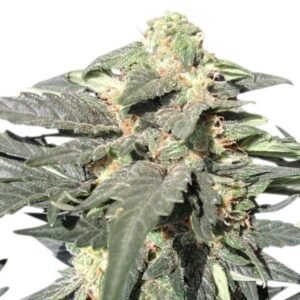 Mango Kush Auto