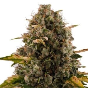 Granddaddy Purple Seeds