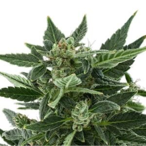 Grapefruit Auto