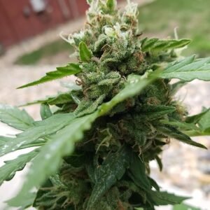 Lemon Diesel Auto