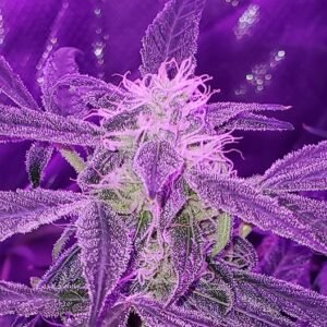 Galactic Jack Auto