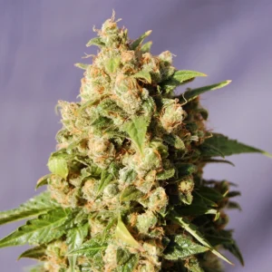 Island Sweet Skunk Seeds