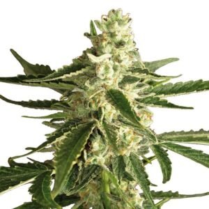 LSD Auto