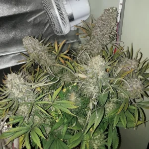 Laughing Buddha Seeds