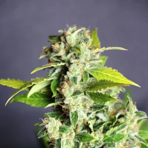 Lavender Auto