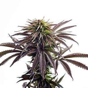 Lethal Purple Seeds