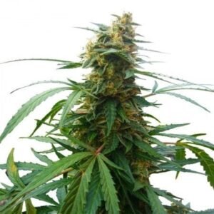 Mandarin Auto