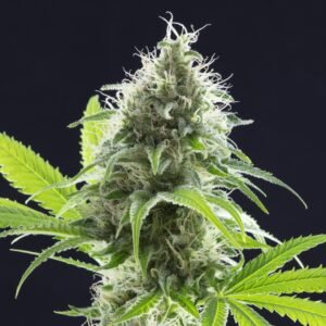 Mendocino Purps Seeds