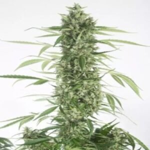 Platinum GSC Auto