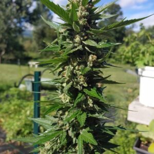 Chiesel Auto