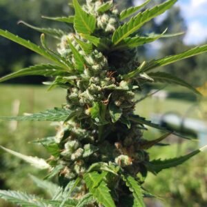 Cherry OG Auto