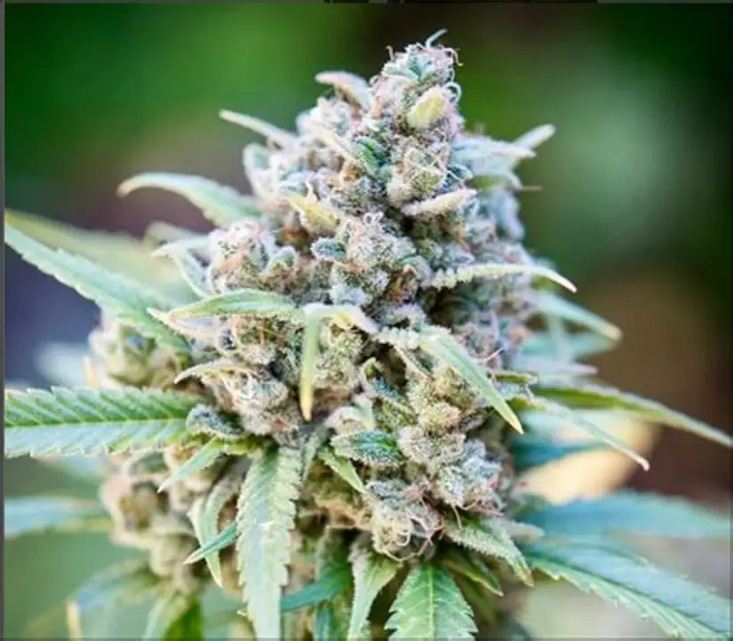 aussieseedvault.com