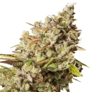 Obama Kush Auto