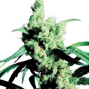 Ogre Seeds