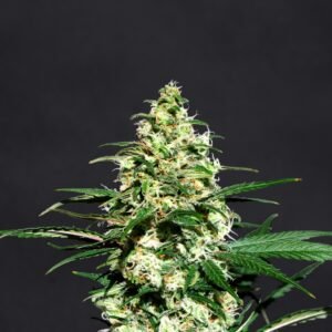 Pineapple Express Seeds