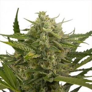Platinum OG Auto