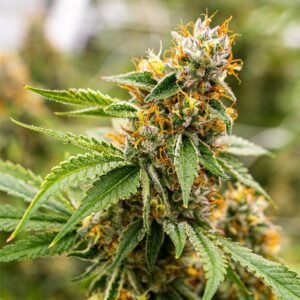 Pure Haze
