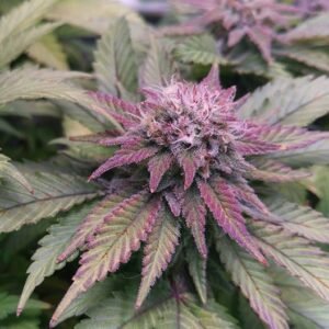 Purple Afghani Seeds