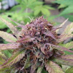 Purple Cotton Candy Auto