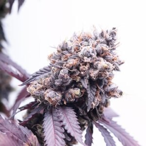 Purple Gorilla Auto