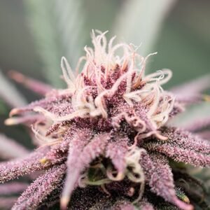 Purple Hindu Kush Auto