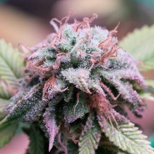 Purple Monkey Balls Auto