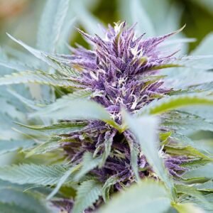 Purple OG Kush Seeds