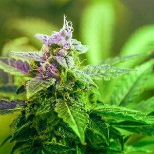 Purple Panty Dropper Auto