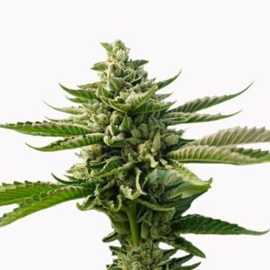 Early Girl Auto