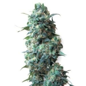 Lucid Dream Seeds