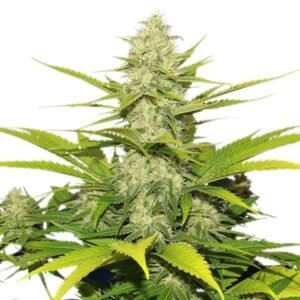Skunk No. 1 Seeds