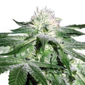 Pineapple Mayhem Auto