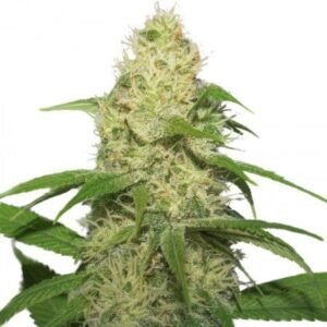 Tangerine Auto