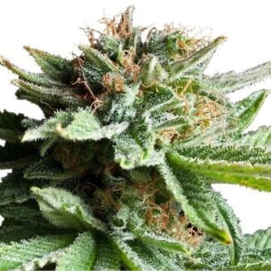 Tangerine Dream Seeds