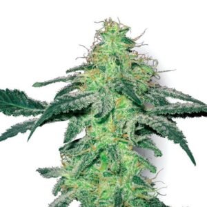Big Bud Auto