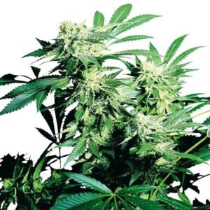 Cheese Quake Seeds