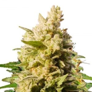 Critical Jack Auto