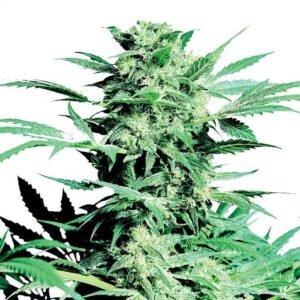Durban Poison Auto