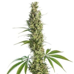 Honey Bananas Seeds