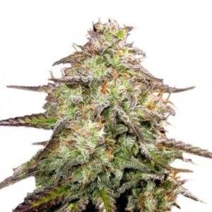 Yumboldt Auto