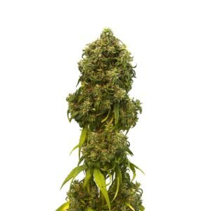 Zkittlez Seeds