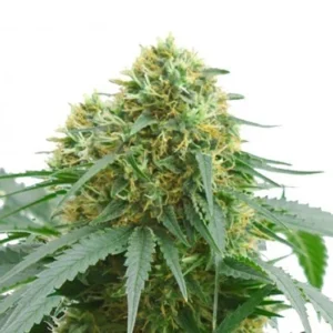 Abusive OG Seeds