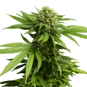 ACDC CBD Seeds